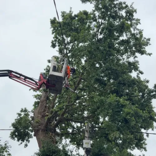 Tree Surgery project by Ashwood Tree Care Ltd in Liverpool